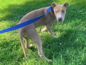 Sarabi Louisiana -  Pit Bull Terrier Dog for Adoption in Rockaway, New Jersey - Sarabi Louisiana | PetCurious