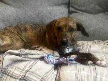 Butterfree -  Retriever Dog for Adoption in Portland, Oregon - Butterfree | PetCurious