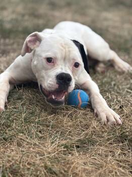Rescue Boxer Dogs for Adoption in Milton, Delaware - Chickie Dee | PetCurious