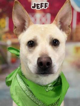 Jeff -  Mixed Breed Dog for Adoption in Flint, Michigan - Jeff | PetCurious