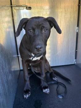 American Staffordshire Terrier Dogs Available for Adoption in San Antonio, Texas - MOLLIE | PetCurious