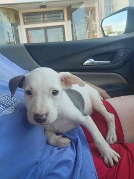 Rescue Pit Bull Terrier Dogs for Adoption in Troy, Alabama - Peanut | PetCurious