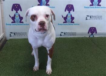 Staffordshire Bull Terrier Dogs Available for Adoption - DIAMOND | PetCurious