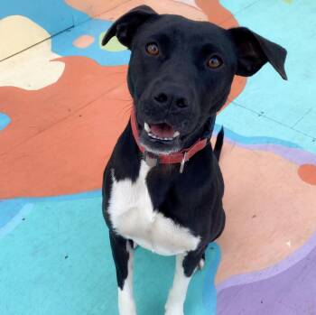 Rescue Mixed Breed and Labrador Retriever Dogs for Adoption in Dallas, Texas - Skye | PetCurious