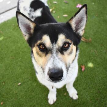 Matcha -  Husky Dog for Adoption in St. Petersburg, Florida - Matcha | PetCurious