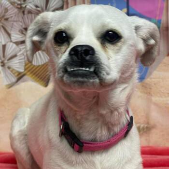 Chihuahua Dogs Available for Adoption in Fort Collins, Colorado - Golden Toad | PetCurious