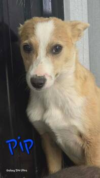 Chihuahua and Mixed Breed Dogs Available for Adoption in Warrenton, Missouri - LH Pip | PetCurious