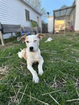 Rescue Pit Bull Terrier and Husky Dogs for Adoption in Terre Haute, Indiana - Lt Dan | PetCurious