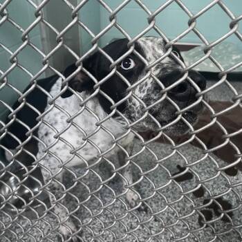 Rescue Australian Shepherd and Mixed Breed Dogs for Adoption in Port Charlotte, Florida - Mazie | PetCurious