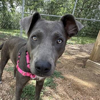 Rescue Terrier Dogs for Adoption in Bulverde, Texas - Lily | PetCurious