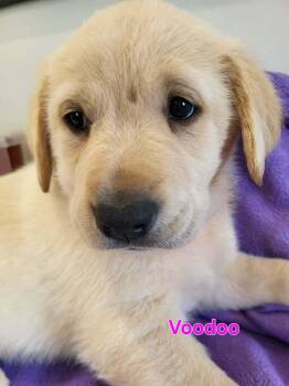 Great Pyrenees and Labrador Retriever Dogs Available for Adoption - Voodoo | PetCurious