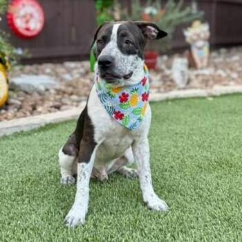 Goose -  German Shorthaired Pointer and Terrier Dog for Adoption in Fairfield, Connecticut - Goose | PetCurious
