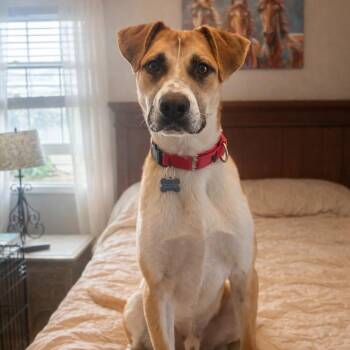 Colby -  Mixed Breed Dog for Adoption in Columbia, Illinois - Colby | PetCurious