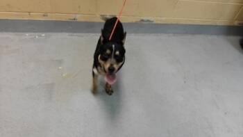 SHORTY -  Cardigan Welsh Corgi and Mixed Breed Dog for Adoption in Tulsa, Oklahoma - SHORTY | PetCurious