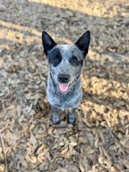 Cattle Dog and Mixed Breed Dogs Available for Adoption in Picayune, Mississippi - Buttercup | PetCurious