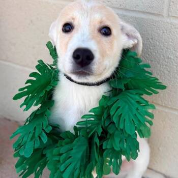 Pua -  Shepherd Dog for Adoption in Uxbridge, Massachusetts - Pua | PetCurious