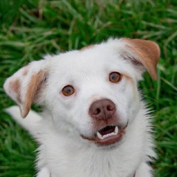 Australian Shepherd and Mixed Breed Dogs Available for Adoption - Tilly | PetCurious