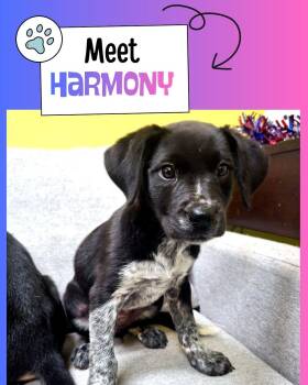 Harmony -  Australian Cattle Dog Blue Heeler Dog for Adoption in Sulphur, Kentucky - Harmony | PetCurious