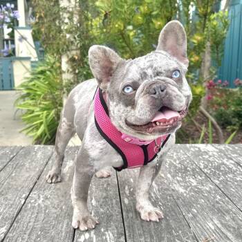 Pina Colada -  French Bulldog Dog for Adoption in Pacific Grove, California - Pina Colada | PetCurious
