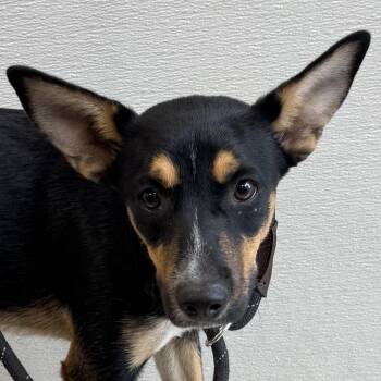 Jisoo -  Mixed Breed Dog for Adoption in Las Cruces, New Mexico - Jisoo | PetCurious