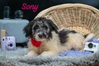 Sony -  Labradoodle Dog for Adoption in Sevierville, Tennessee - Sony | PetCurious