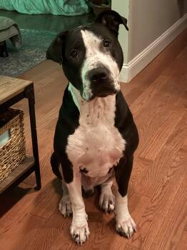 Neville -  Terrier Dog for Adoption - Neville | PetCurious