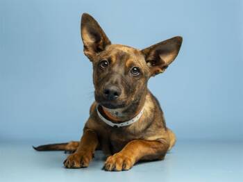 German Shepherd Dog and Mixed Breed Dogs Available for Adoption in Phoenix, Arizona - ALEJANDRO | PetCurious