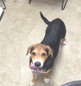 Bowie -  Hound and Mixed Breed Dog for Adoption in Hobart, Indiana - Bowie | PetCurious