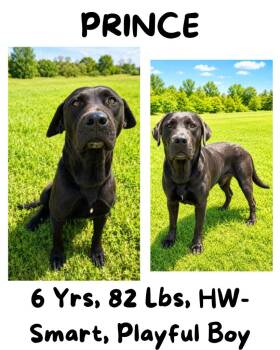 Prince (Tommy Lee) -  Mountain Cur and Labrador Retriever Dog for Adoption in Albany, Georgia - Prince (Tommy Lee) | PetCurious