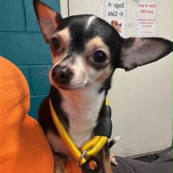 Thumbelina -  Chihuahua Dog for Adoption in Shinnston, West Virginia - Thumbelina | PetCurious