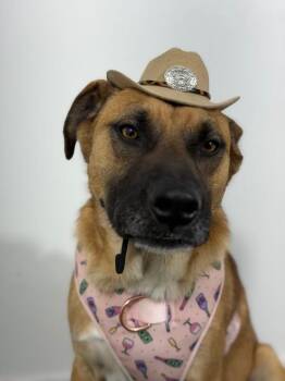Black Mouth Cur and Labrador Retriever Dogs Available for Adoption in Carlsbad, California - Thomas-One Of Our Amazing Rescue Dogs | PetCurious