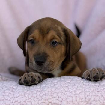 Chalk Pup - Sidewalk -  Spaniel and Terrier Dog for Adoption in San Diego, California - Chalk Pup - Sidewalk | PetCurious