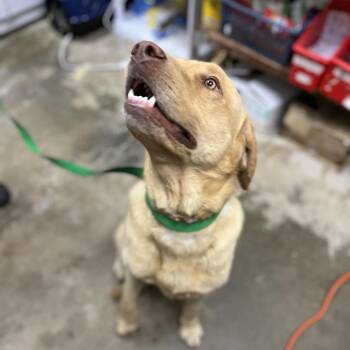 Yellow Labrador Retriever Dogs Available for Adoption in Clanton, Alabama - Charles | PetCurious