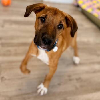 Black Mouth Cur and Mixed Breed Dogs Available for Adoption in Green Bay, Wisconsin - Jordan | PetCurious