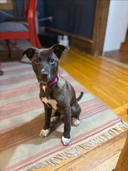 Black Mouth Cur and American Staffordshire Terrier Dogs Available for Adoption in Berlin, New Jersey - Wisp | PetCurious