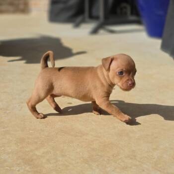 Victoria -  Chihuahua Dog for Adoption in Justin, Texas - Victoria | PetCurious