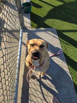 Terrier Dogs Available for Adoption - Freya | PetCurious