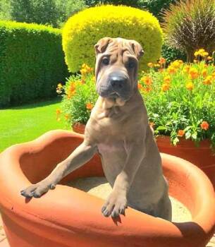 Rescue Shar Pei Dogs for Adoption in Pikeville, North Carolina - Raisin | PetCurious