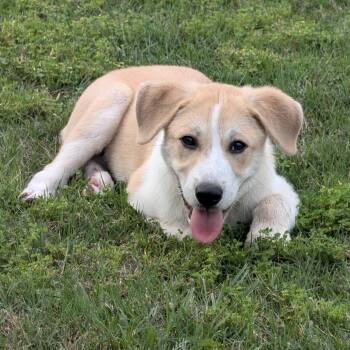 Labrador Retriever Dogs Available for Adoption in Sealy, Texas - Luke  | PetCurious
