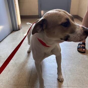 Stray - N Madison Blvd -  Australian Cattle Dog Blue Heeler Dog for Adoption in Roxboro, North Carolina - Stray - N Madison Blvd | PetCurious