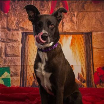 Rescue Mixed Breed Dogs for Adoption in Sarasota, Florida - Queen | PetCurious