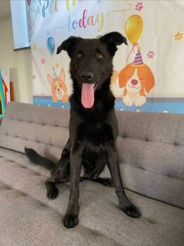 Garbanzo -  Mixed Breed Dog for Adoption in South Bend, Indiana - Garbanzo | PetCurious