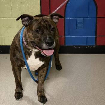 Rescue Pit Bull Terrier Dogs for Adoption in Indianapolis, Indiana - LAKSHMI | PetCurious