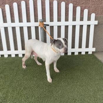 Rescue Pit Bull Terrier Dogs for Adoption in Modesto, California - MANCHAS | PetCurious