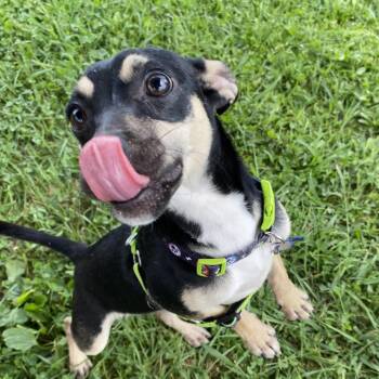 Angus -  Mixed Breed Dog for Adoption in Fletcher, North Carolina - Angus | PetCurious
