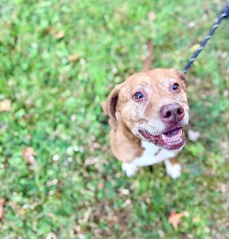 Pumpkin Spice -  Chesapeake Bay Retriever and Plott Hound Dog for Adoption in Petersburg, Virginia - Pumpkin Spice | PetCurious