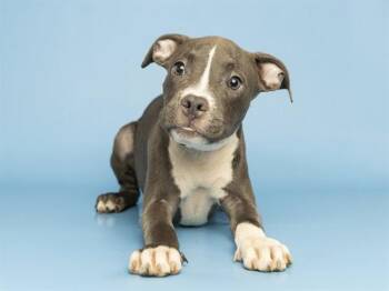 JESSIE -  Pit Bull Terrier Dog for Adoption in Phoenix, Arizona - JESSIE | PetCurious