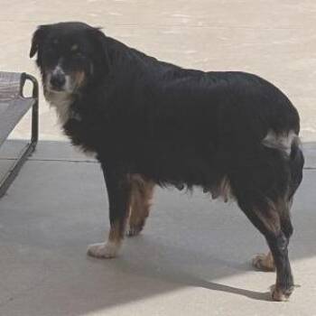 Molly -  Australian Shepherd Dog for Adoption in Freeport, Florida - Molly | PetCurious