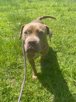Hazel -  Pit Bull Terrier Dog for Adoption in Carmel Hamlet, New York - Hazel | PetCurious