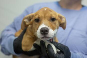 Pru -  Corgi and Pit Bull Terrier Dog for Adoption in Mountain Home, Arkansas - Pru | PetCurious